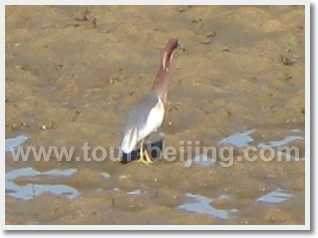 Beijing Beidaihe 3 Day Bird Watching Tour
